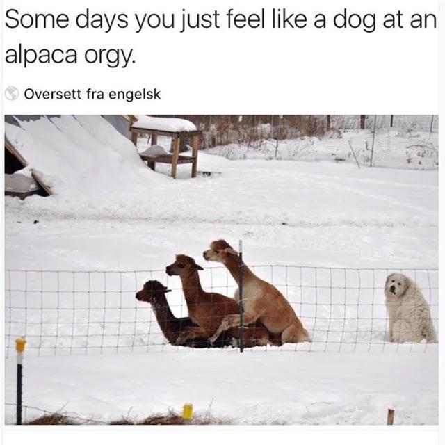 Alpaca orgy.JPG